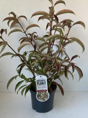 Viburnum hillieri 'Winton'