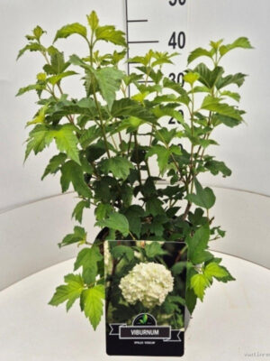 Viburnum opulus 'Roseum'