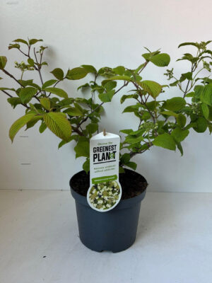 Viburnum plicatum 'Cascade'