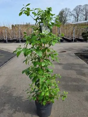Viburnum plicatum 'Kilimandjaro'