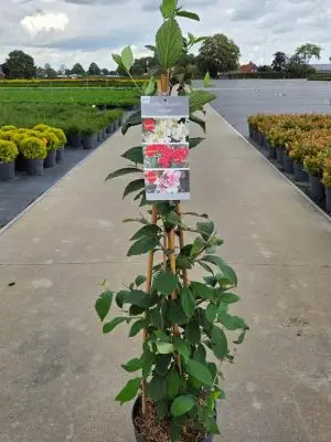 Viburnum plicatum 'Kilimandjaro Sunrise'