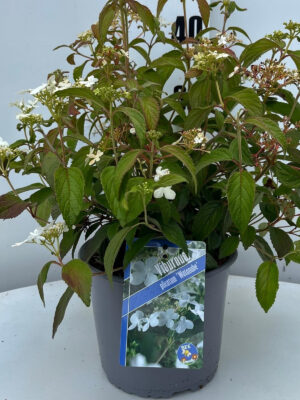 Viburnum plicatum 'Watanabe' - Vaxtinredarna.se