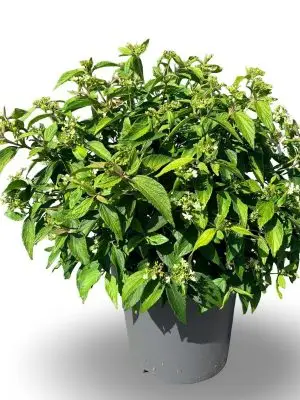 Viburnum plicatum 'Watanabe' - Vaxtinredarna.se