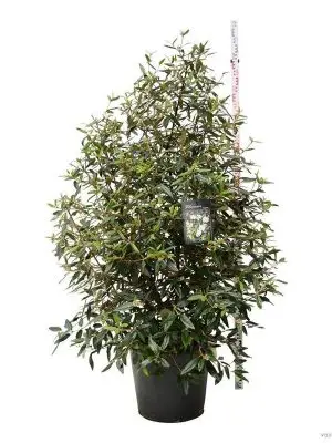 Viburnum 'Pragense' - Vaxtinredarna.se