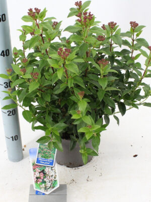 Viburnum tinus 'Eve Price'