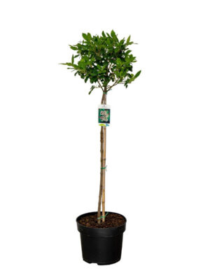 Viburnum tinus