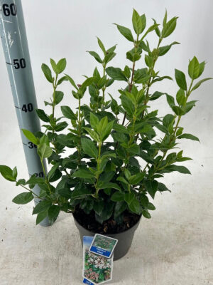Viburnum tinus - Vaxtinredarna.se