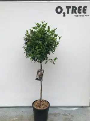Viburnum tinus - Vaxtinredarna.se