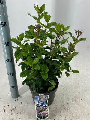 Viburnum tinus 'Lisarose' - Vaxtinredarna.se