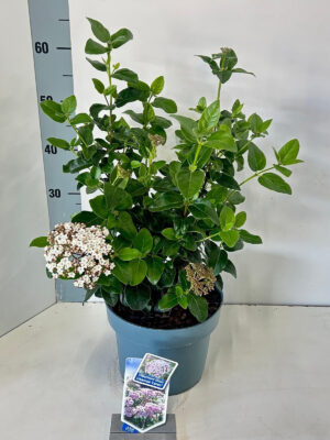 Viburnum tinus 'Lisarose' - Vaxtinredarna.se