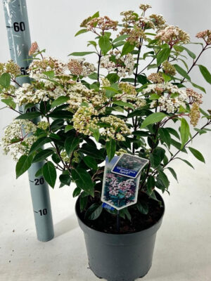 Viburnum tinus 'Spirit'