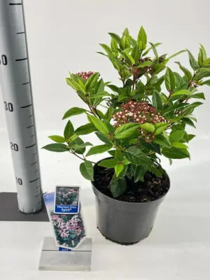 Viburnum tinus 'Spirit' - Vaxtinredarna.se