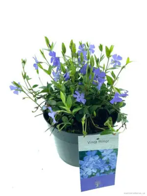 Vinca minor - Vaxtinredarna.se