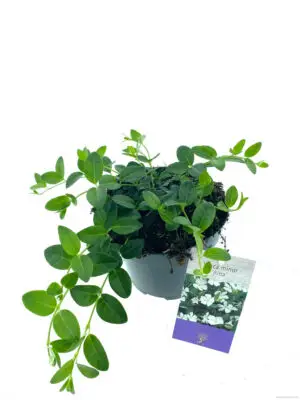 Vinca minor 'Alba' - Vaxtinredarna.se
