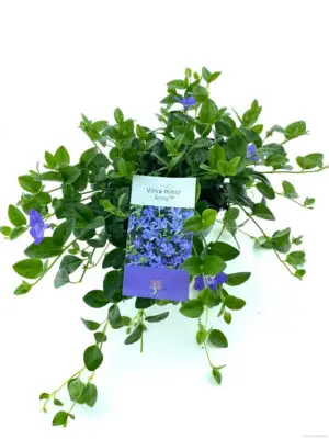 Vinca minor Anna - Vaxtinredarna.se