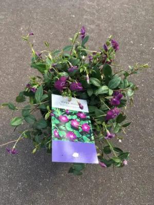 Vinca minor 'Atropurpurea' - Vaxtinredarna.se