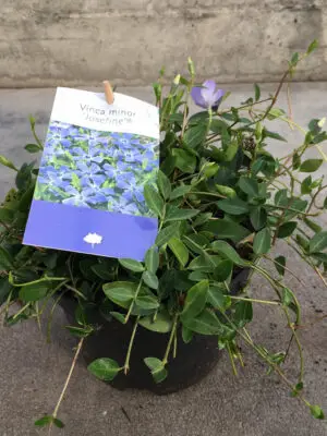 Vinca minor Josefine - Vaxtinredarna.se