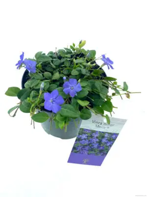 Vinca minor Marie - Vaxtinredarna.se