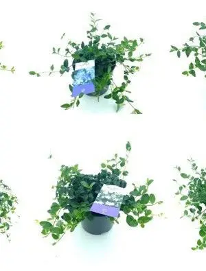 Vinca minor mix - Vaxtinredarna.se