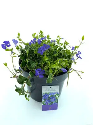 Vinca minor Ralph Shugert - Vaxtinredarna.se