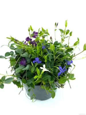 Vinca minor Tricolour - Vaxtinredarna.se