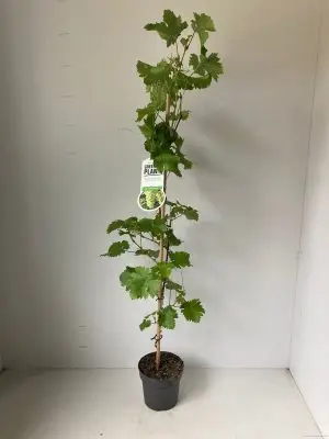 Vitis vinifera 'Vroege van der Laan'