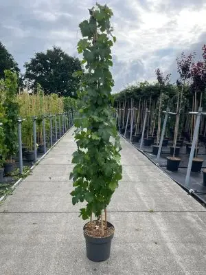 Vitis vinifera 'Vroege van der Laan' - Vaxtinredarna.se