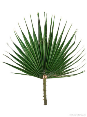 Washingtonia
