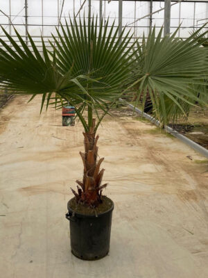 Washingtonia robusta - Vaxtinredarna.se