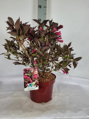 Weigela florida 'Alexandra'