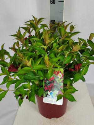 Weigela florida 'Cherry Love'