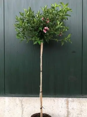 Weigela florida 'Minuet' - Vaxtinredarna.se