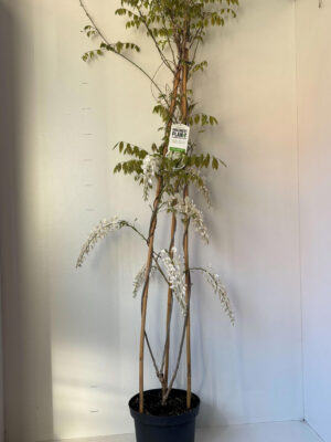Wisteria sinensis 'Alba'