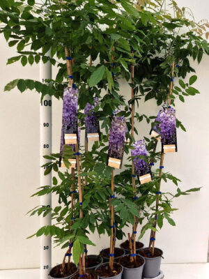 Wisteria sinensis 'Prolific'