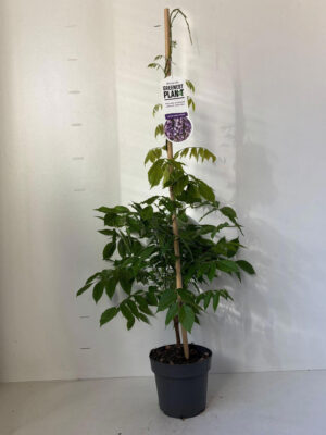 Wisteria sinensis 'Prolific'
