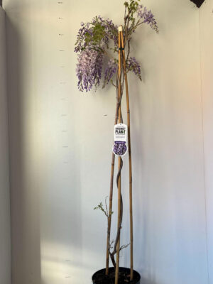 Wisteria sinensis 'Prolific'