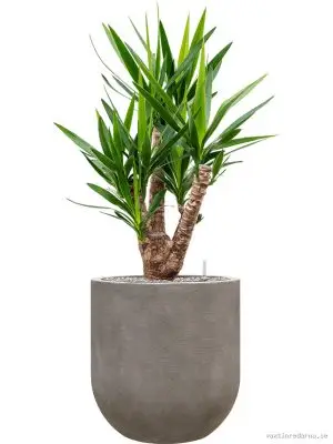 Yucca elephantipes in Baq Nucast