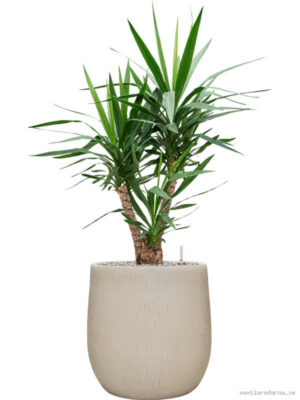Yucca elephantipes in Baq Raindrop