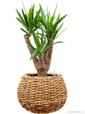 Yucca elephantipes in Drypot Abaca - Vaxtinredarna.se