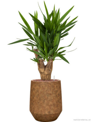 Yucca elephantipes in Mineral - Vaxtinredarna.se
