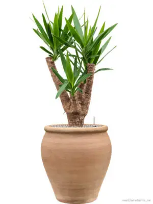 Yucca elephantipes in Terra Antica - Vaxtinredarna.se