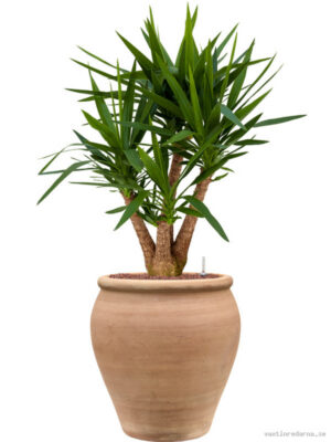 Yucca elephantipes in Terra Antica