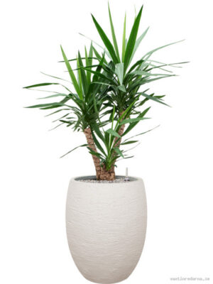 Yucca elephantipes in Terreno