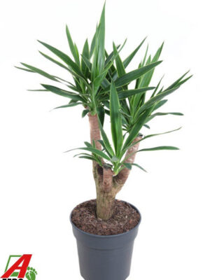 Yucca elephantipes 'Puck'