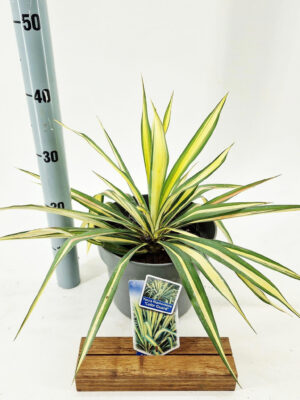 Yucca filamentosa 'Color Guard'