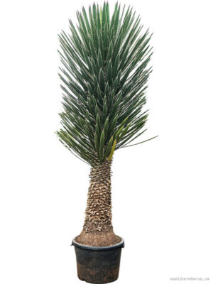 Yucca filifera