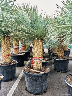 Yucca rostrata