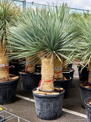 Yucca rostrata