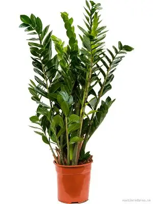 Zamioculcas zamiifolia - Vaxtinredarna.se