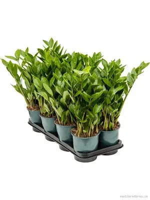 Zamioculcas zamiifolia 8/tray - Vaxtinredarna.se
